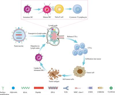 Research progress of nanovaccine in anti-tumor immunotherapy